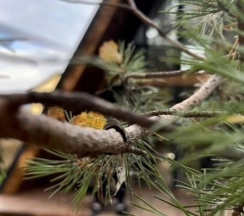 Коттедж стандарт в Ёлки-Дом у леса