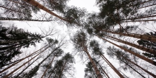 Ярославский район: Санаторий Ясные зори