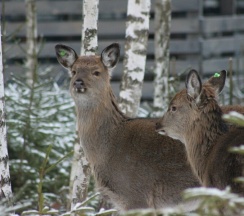 Дом у бассейна с 2 спальнями, беседкой и мангалом в Мы дома-Зеркальный лес