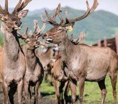 Царское Шале с Маралами в Басаргино