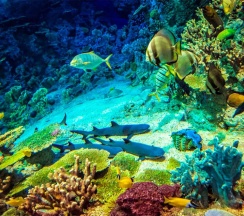 Семейный с балконом с прямым видом на море в Aqualife