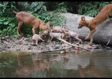 Семейный номер Standard в Pakchong hostel & wildlife tour