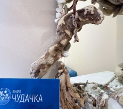 Стандарт лайт в Вилла Чудачка