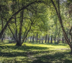 Номер стандарт комфорт в Forest Сottage