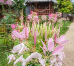 Бунгало в Family Huts