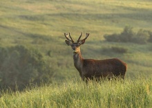 с. Крымгиреевское: Глэмпинг Deer farm