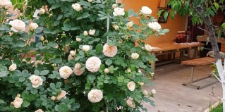 Витязево: Гостевой дом SunnyHouse