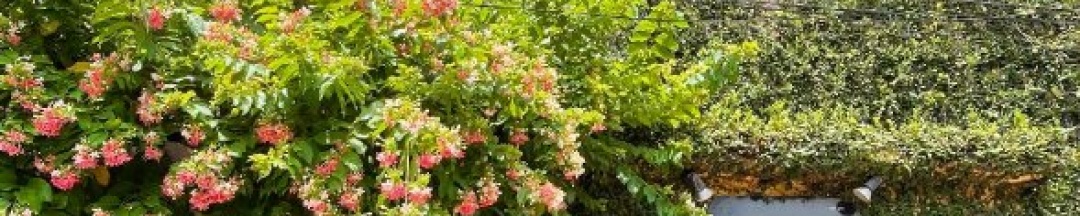 Одноместная студия в Ideo Phuket Hotel