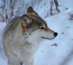Барский Коттедж в Басаргино