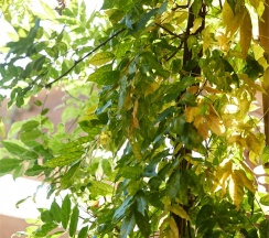 Земля в Пентакли