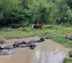 Трёхместный коттедж Economy в Страна Души