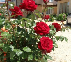 Люкс Однокомнатый в Якорь