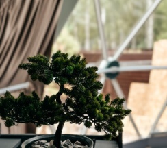 Купол №1 Зеленый (2 взрослых максимум + 2 детей) в Barkwood