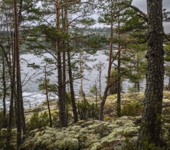 Аренда геокупола в Lago Ladoga