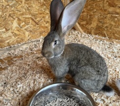 БАРН ХАУС ГАВАНА в Bunny Park