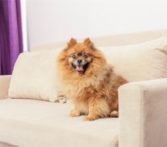Beta Junior with balcony (dog friendly) в Fioleto Ultra All Inclusive&SPA Anapa Miracleon
