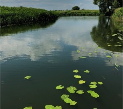 Кемпинг 4 в Вишня