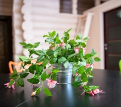 Дом «Лесная сказка» в Лесная сказка