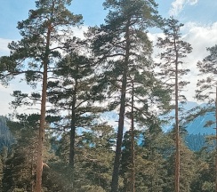 Стандарт улучшенный в Намира