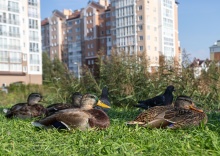 Квартира в Апартаменты на Тургенева,16а