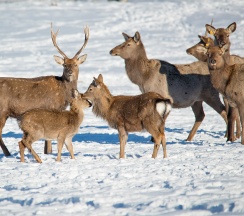Барский Коттедж в Басаргино