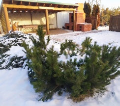 Гостевой домик в Лукоморье