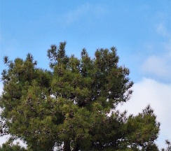 СТАНДАРТНЫЙ 13 ТРЕХМЕСТНЫЙ НОМЕР С ДВУМЕСТНОЙ КРОВАТЬЮ, ДИВАНОМ в Цитрус