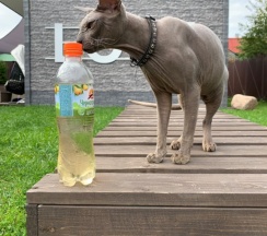 Вилла Luxury в Кайфовая вилла Love