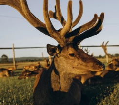 Семейный коттедж с красивым видом из окна в Саянский Марал Аршан