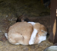 Сканди №12 "Земля" (оснащение дома, стоимость купели и бани см. Подробнее) в Dacha