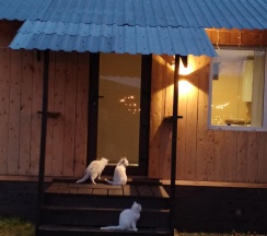 2-комнатный номер улучшенный семейный в Айsun