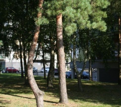 Апартаменты в Palangos apartamentai