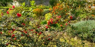 Гвардейск: Апартаменты Апартаменты Homestay Vera