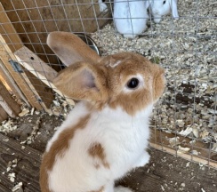 А-фрейм АЛЯСКА в Bunny Park