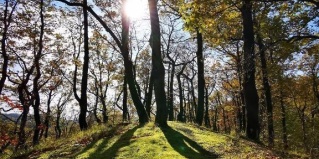 Ольгинка: Гостевой дом Натали