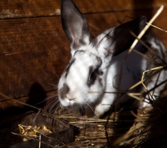 Русский Терем в Басаргино
