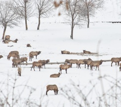 Шале c двумя раздельными кроватями 1-я линия в Маральник Altai Palace