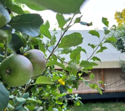 8 Tent-house (с фурако) в Apparadise