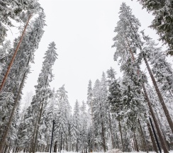 Номер «Стандарт» с отдельным входом — «Игора. Времена года» в Игора. Времена года