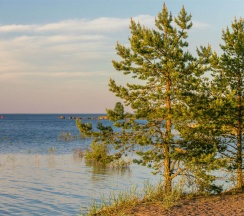 Стандарт среди сосен в Точка на карте