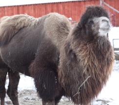Княжеский Коттедж в Басаргино