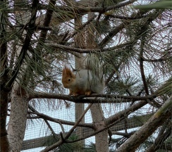 Superior в Графский парк