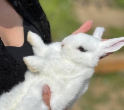 А-фрейм РЕКС в Bunny Park