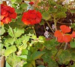 Трехместный Стандарт вид во двор частично на море (с балконом) в Диана