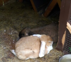 Сканди №11 "Вода" (оснащение дома, стоимость купели и бани см. Подробнее) в Dacha