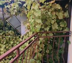 4-местный номер полулюкс с балконом в Солнце Тургенева