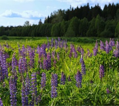 Барнхаус 1 | Банный чан в Барские Поля
