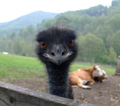 Номер в отеле в Басаргино