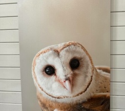 Двухэтажный коттедж Дом Совы до 7 гостей в Командор