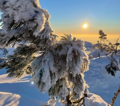 Стандарт семейный в Высота 609